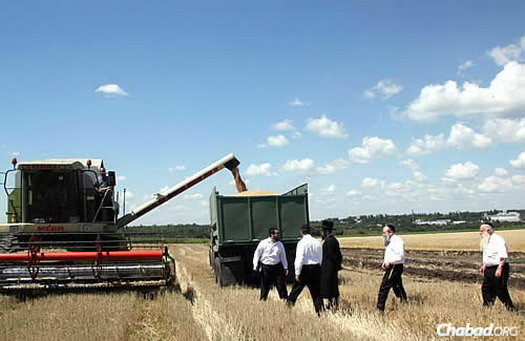 Harvesting shmura, “guarded” wheat from fields surrounding Dnepropetrovsk to be ground into flour for matzah. Rabbi Mordechai Shmuel Ashkenazi, the longtime chief rabbi of Kfar Chabad who passed away in January, is on the far right. Rabbi Shmuel Kaminezki, the chief rabbi of Dnepropetrovsk, walks ahead of him.