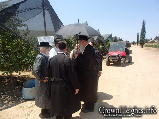 Picture Of The Day: Rabbonim Visit Kfar Chabad Esrogim Orchard ...