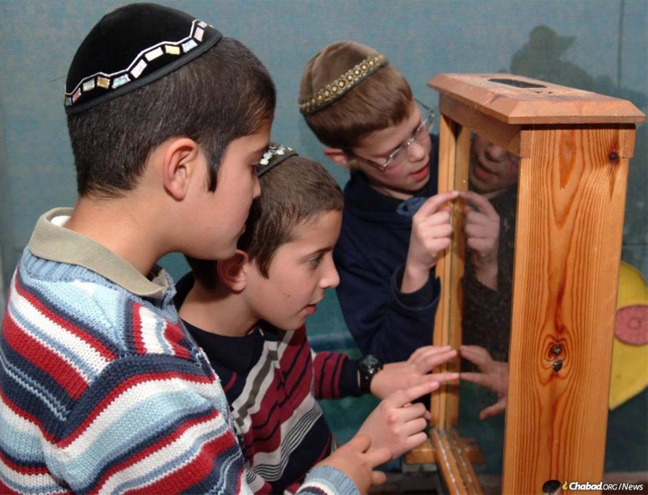At This Israeli Bee Farm, Every Kind of Jew Finds a Sweet Welcome
